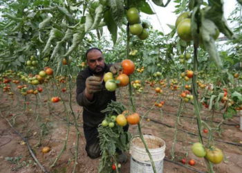 Agricultores de Gaza regresan a sus tierras a lo largo de la frontera con Israel