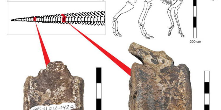 Tumor hallado en fósiles de dinosaurio arroja luz sobre enfermedad infantil moderna