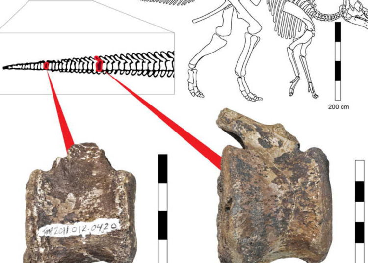 Tumor hallado en fósiles de dinosaurio arroja luz sobre enfermedad infantil moderna