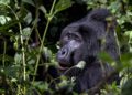 El Coronavirus podría amenazar a los grandes simios en peligro de extinción, advierten científicos