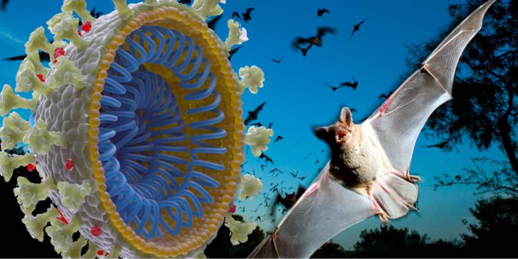 Científicos descubren seis nuevos tipos de coronavirus en murciélagos