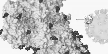 El coronavirus no está vivo: Por eso es tan difícil de matar - Virus