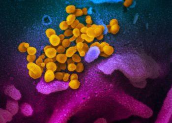 El coronavirus no está mutando rápidamente: una vacuna ofrecería protección duradera
