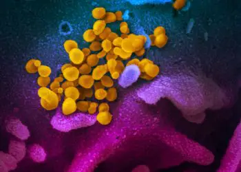 El coronavirus no está mutando rápidamente: una vacuna ofrecería protección duradera
