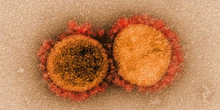 Sangre de personas que se recuperan del Coronavirus podría proporcionar un tratamiento