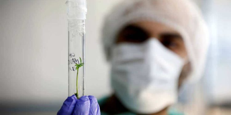 Cumbre israelí sobre el cannabis medicinal pospuesta en precaución por el coronavirus
