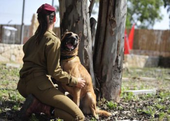 Ministerio de Defensa de Israel considera entrenar perros para detección del COVID-19