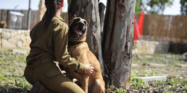 Ministerio de Defensa de Israel considera entrenar perros para detección del COVID-19