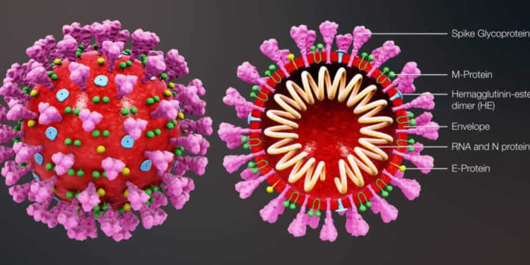 Nueva cepa de coronavirus es más contagiosa que la original, según estudio