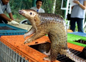 China prohíbe el comercio interno de animales salvajes, pero ofrece exenciones fiscales a su exportación