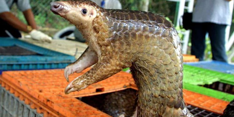 China prohíbe el comercio interno de animales salvajes, pero ofrece exenciones fiscales a su exportación