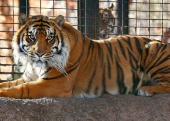 Tigre en Nueva York da positivo en las pruebas de coronavirus