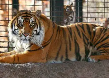 Tigre en Nueva York da positivo en las pruebas de coronavirus