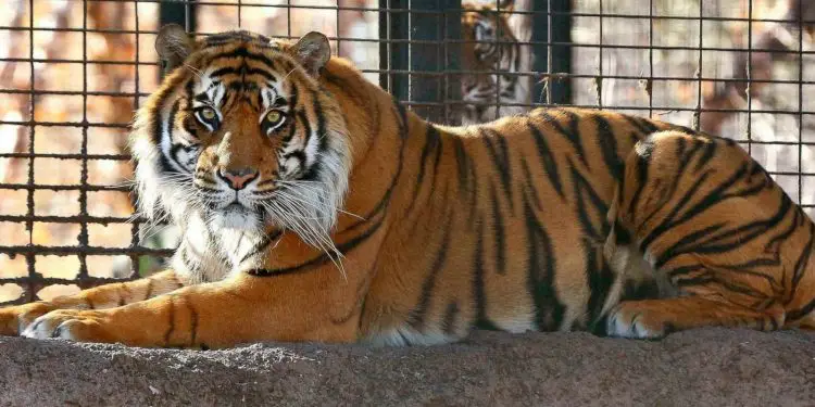 Tigre en Nueva York da positivo en las pruebas de coronavirus
