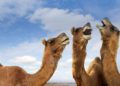 Líder iraní de “medicina profética”: La orina de camello cura el coronavirus