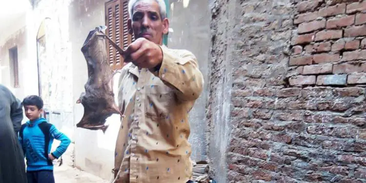 Murciélagos asedian aldea en Egipto y causan pánico en medio de la pandemia