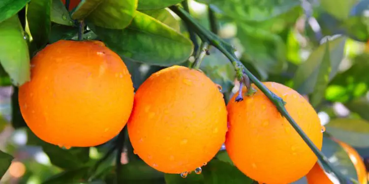 Finlandia rechaza 104.000 kilos de naranjas israelíes “debido a pesticida prohibido”