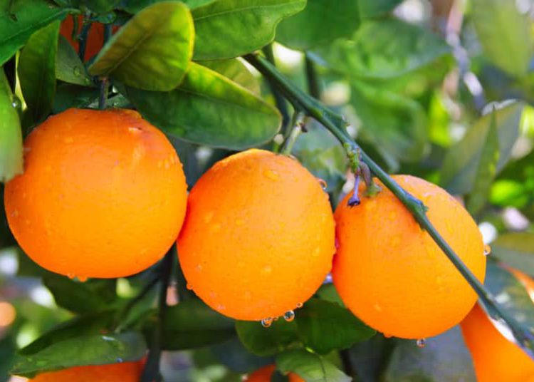 Finlandia rechaza 104.000 kilos de naranjas israelíes “debido a pesticida prohibido”