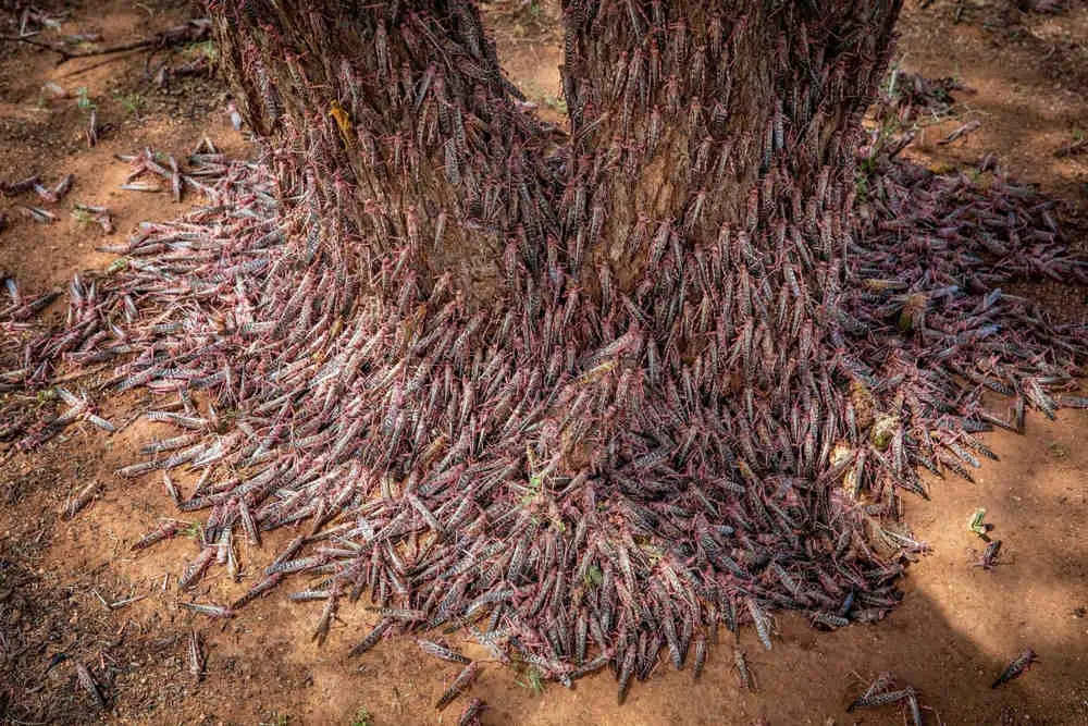 Plaga de langostas: La segunda ola será 20 veces más grande que la primera