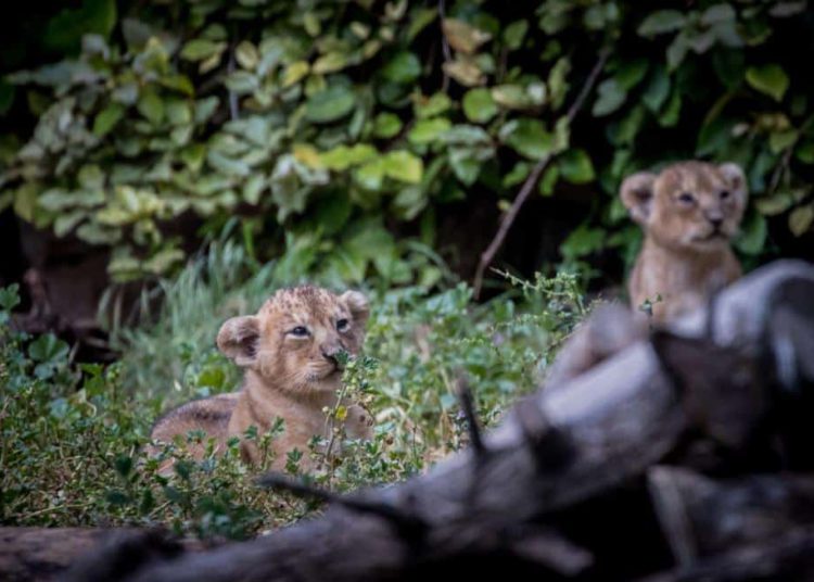 Zoológico Bíblico de Jerusalem recibe primeros cachorros de león asiáticos