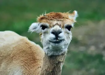 Anticuerpos de la llama pueden usarse para combatir el coronavirus
