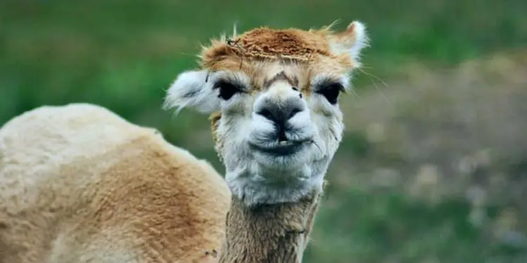 Anticuerpos de la llama pueden usarse para combatir el coronavirus