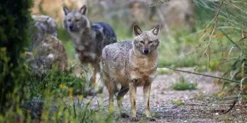 Israel reabrirá 20 parques nacionales y reservas naturales el miércoles