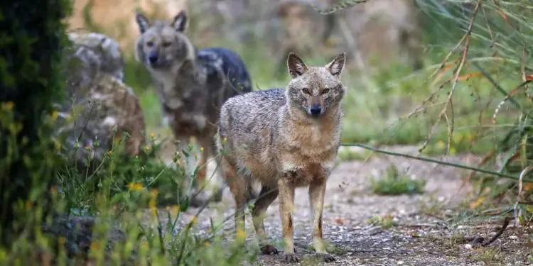 Israel reabrirá 20 parques nacionales y reservas naturales el miércoles