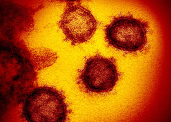 Mutación D614G aparentemente diez veces más infecciosa del Coronavirus: “Urgente preocupación”