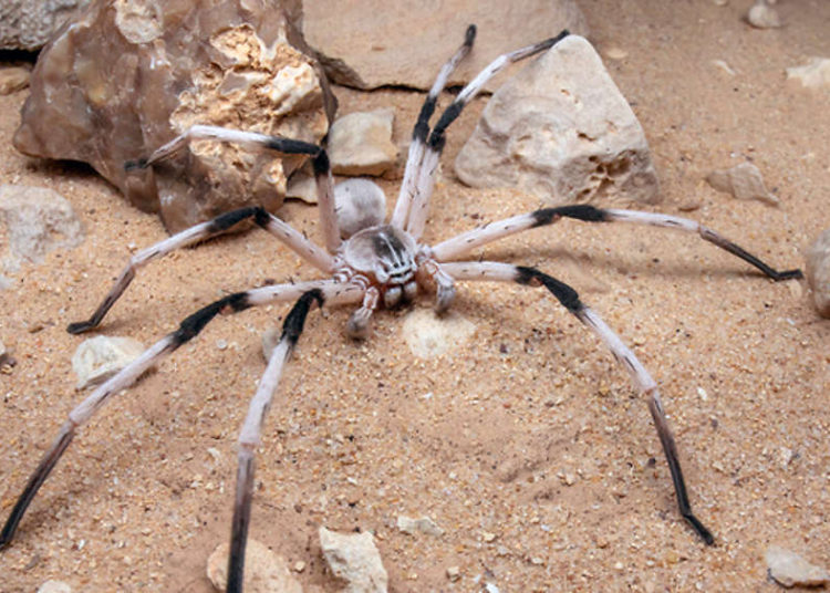 La araña más grande de Israel: Cerbalus aravaensis