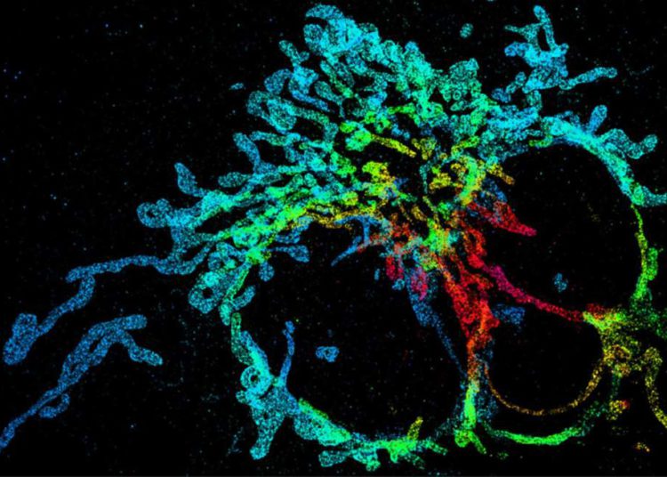 Microscopio desarrollado en Israel ofrece una vista 3D de las células