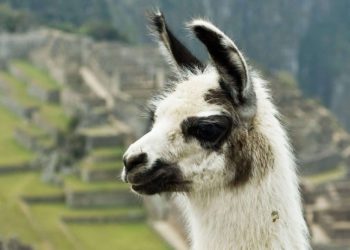 Los 'nanobodies' de alpaca pueden ser clave para la inmunidad contra Covid-19