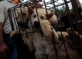 China inaugura la “feria anual de carne de perro” pese al coronavirus