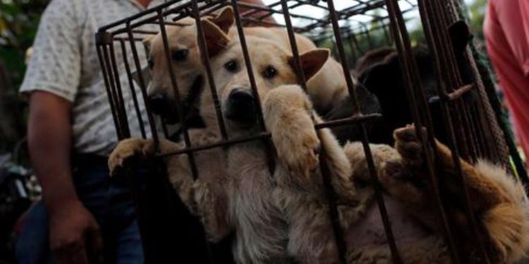 China inaugura la “feria anual de carne de perro” pese al coronavirus
