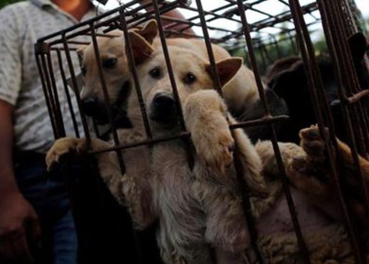 China inaugura la “feria anual de carne de perro” pese al coronavirus