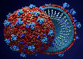 El coronavirus y el cáncer secuestran las mismas partes en las células humanas para propagarse