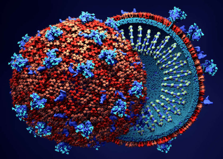 El coronavirus y el cáncer secuestran las mismas partes en las células humanas para propagarse