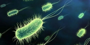 Científicos reviven microbios de hace 100 millones de años de las profundidades marinas