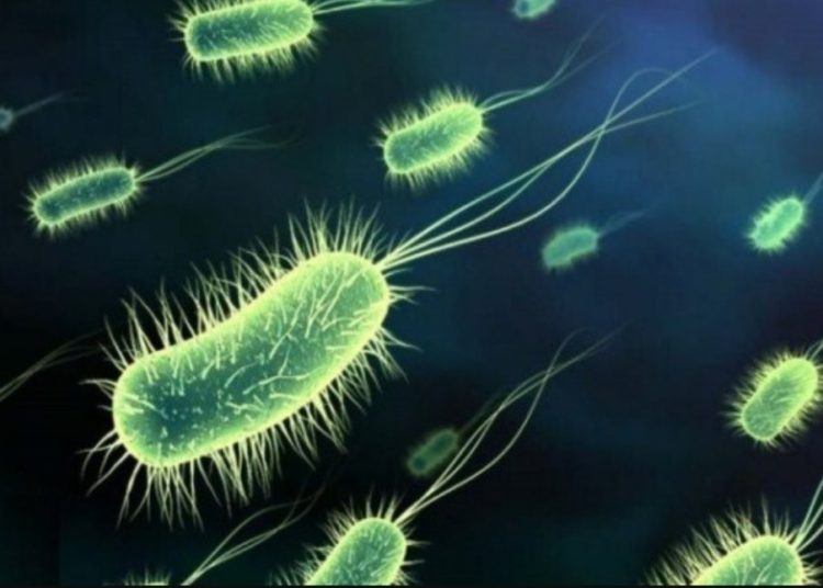 Científicos reviven microbios de hace 100 millones de años de las profundidades marinas