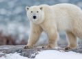 Los osos polares podrían extinguirse para 2100 debido al cambio climático