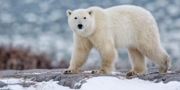 Los osos polares podrían extinguirse para 2100 debido al cambio climático