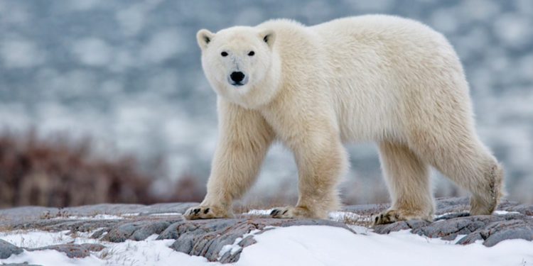 Los osos polares podrían extinguirse para 2100 debido al cambio climático