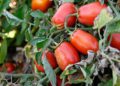 Científicos israelíes desarrollan tomate que combate enfermedades degenerativas