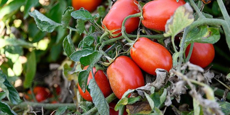 Científicos israelíes desarrollan tomate que combate enfermedades degenerativas