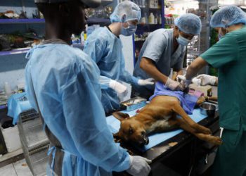 Habitantes de Gaza desafían a tabúes al rescatar y castrar animales callejeros