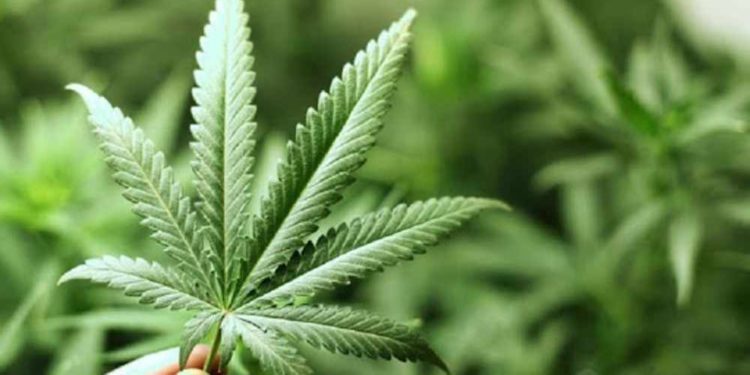 Científicos israelíes demuestran que micro dosis de cannabis puede aliviar el dolor