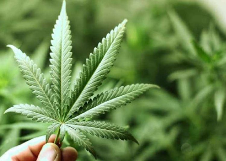 Científicos israelíes demuestran que micro dosis de cannabis puede aliviar el dolor