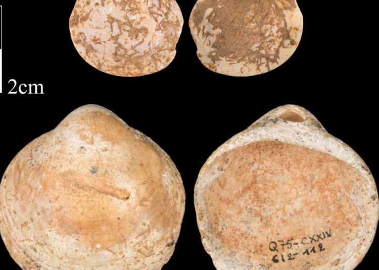 Antiguos habitantes de Israel crearon collares hace 120 mil años