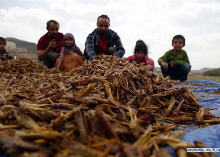 Invasión de langostas en Yemen aviva temores por la inseguridad alimentaria