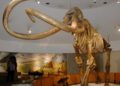 Esqueleto de mamut lanudo encontrado en un lago del Ártico ruso